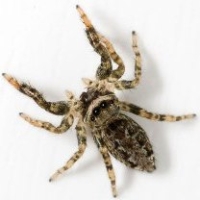 паук