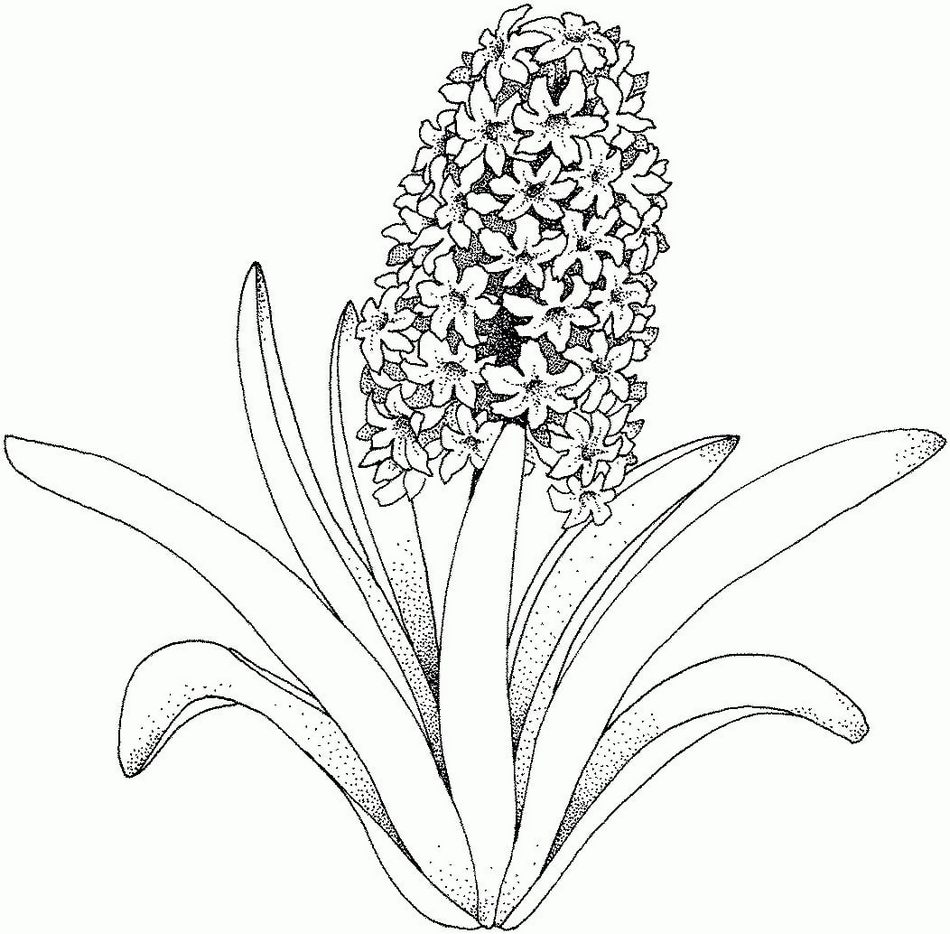 Раскраски цветы - распечатать или скачать