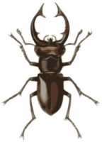 жук